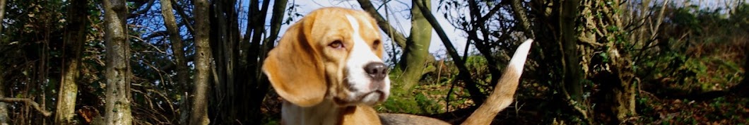 Bellvalley Beagles YouTube channel avatar