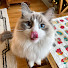 8g54Qe2FEHg-channel-avatar-FluffTok Pets