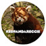 uYu44ofiqoY-channel-avatar-RedPandaReggie