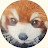 @lesser-panda