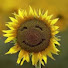 364lNr492jQ-channel-avatar-The Wild flower <3