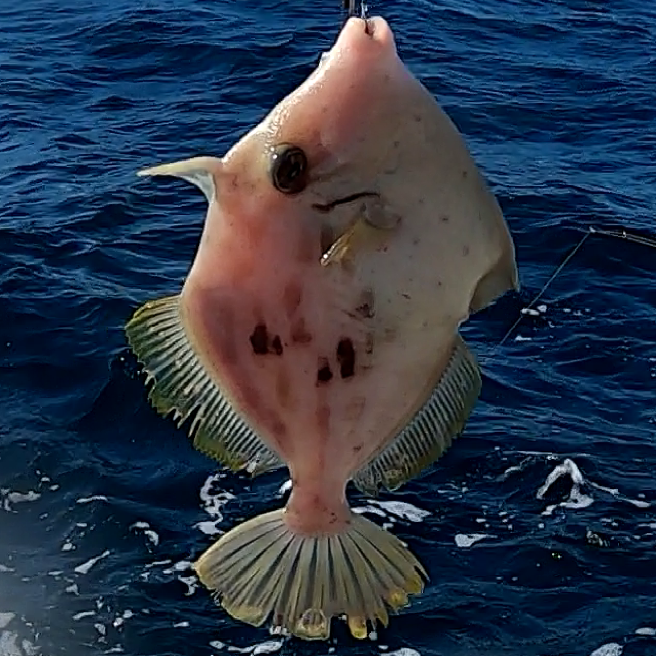 リール Naoki.TV YouTube