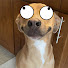 kqkITZn6E3Y-channel-avatar-Cute Pet Power