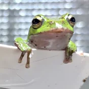 ふぇふぇ