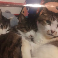 凜　spニャンコニキ