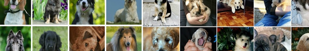 Dog Breeds Аватар канала YouTube