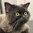 @HamzaA-in6fo's avatar
