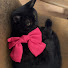 7DZ28cdJ5Bg-channel-avatar-prettycatmommy