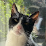 fmj3rXfG6Lw-channel-avatar-althea h