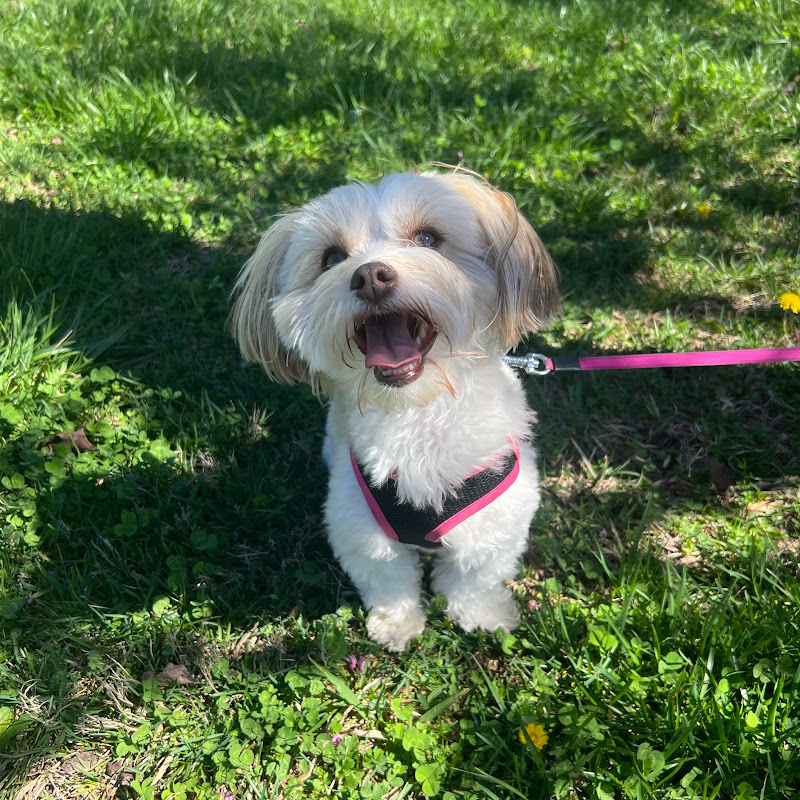 RubytheHavanese
