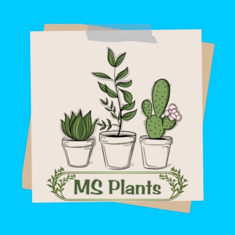 MS Plants