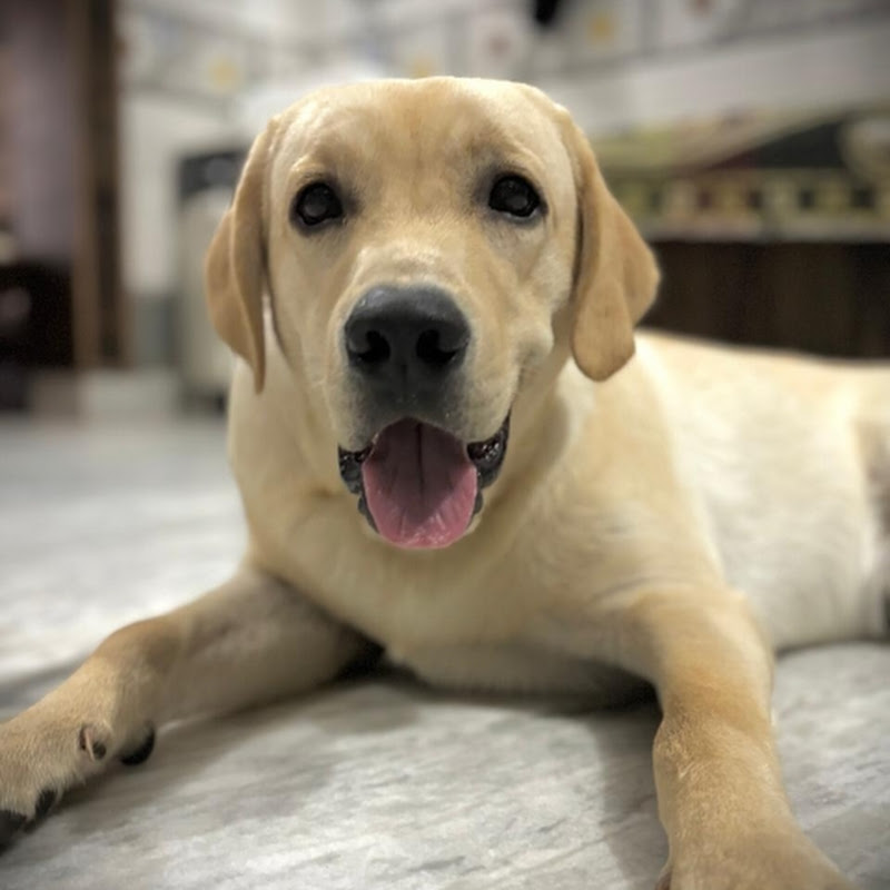 Hire Sheero The Labrador — Veterinary Health Advice YouTube creator for sponsorships