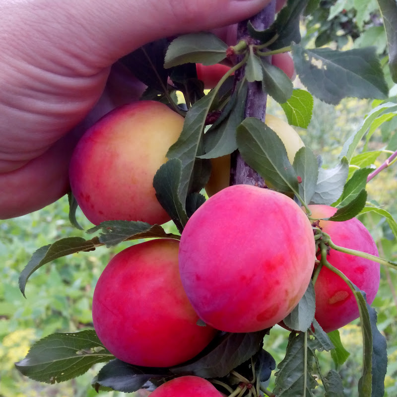 Соб_сад_агро Logo