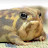 @yourlocalrainfrog