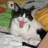 zaQ00Beeq2o-channel-avatar-Chaos Cats Club