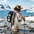 XR7qP7_68jo-channel-avatar-Penguin