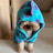 @푸들해피