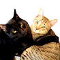 Cuddling Cats Kwazi and Uli logo