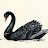 Black Swan Journals