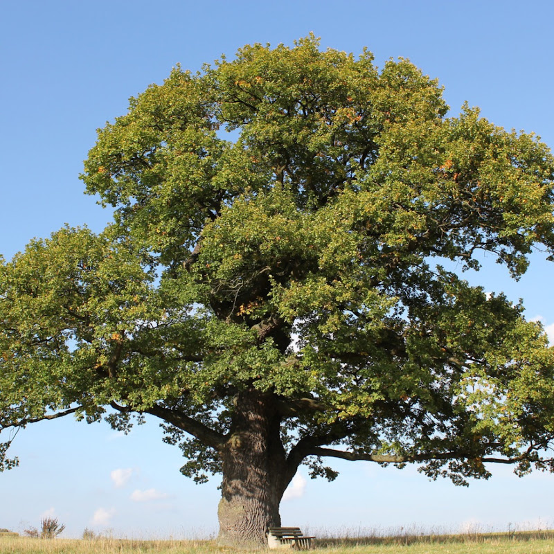 TreeBark Productions