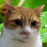 zoUe8teRy80-channel-avatar-🌳癒しの福ねこ-Iyashi no fuku neko