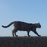 L6Je2VtdbL4-channel-avatar-黒猫工房