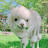 @alpaca_paca_
