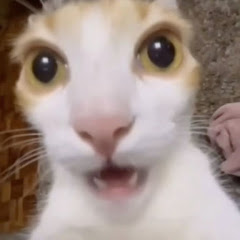 のすた