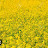 @황금물고기-z6j