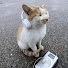 c0nxXKhcjA0-channel-avatar-TheLazyApple