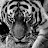 @benevolent_tiger