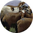 CHMoAq7MWFM-channel-avatar-Yaseen Goat Farm Hyderabad