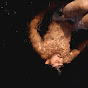 DHARMESH BHALGAMADIYA Image Thumbnail