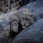 Snow Leopard of Ladakh