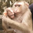 GYs5RNZK7lE-channel-avatar-SWM Baby Animal
