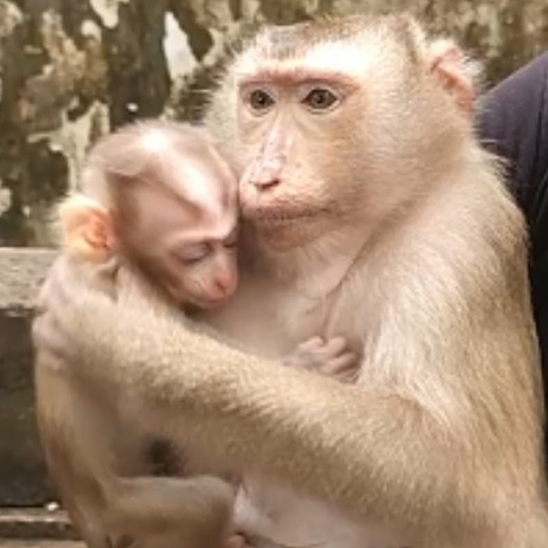 SWM Baby Animal
