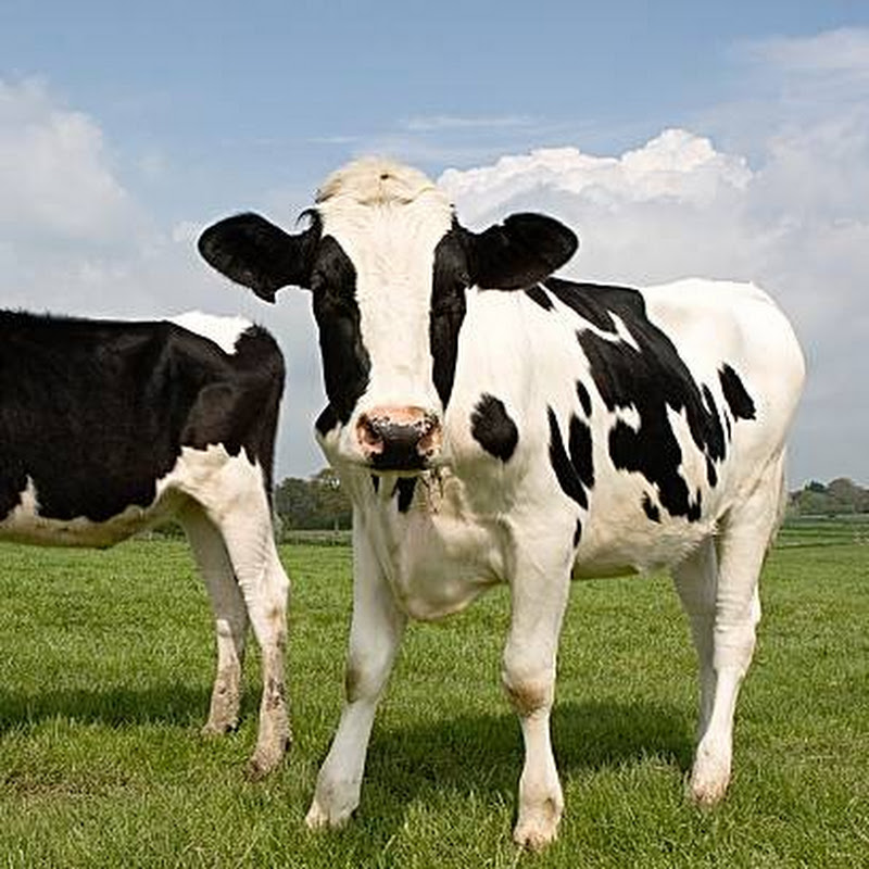 veterinary medicine and tips 1
