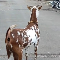 Alnoor Goat ???????? Farm damat 