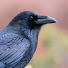 Kxc7Zz8JGDI-channel-avatar-Wisecracking Raven