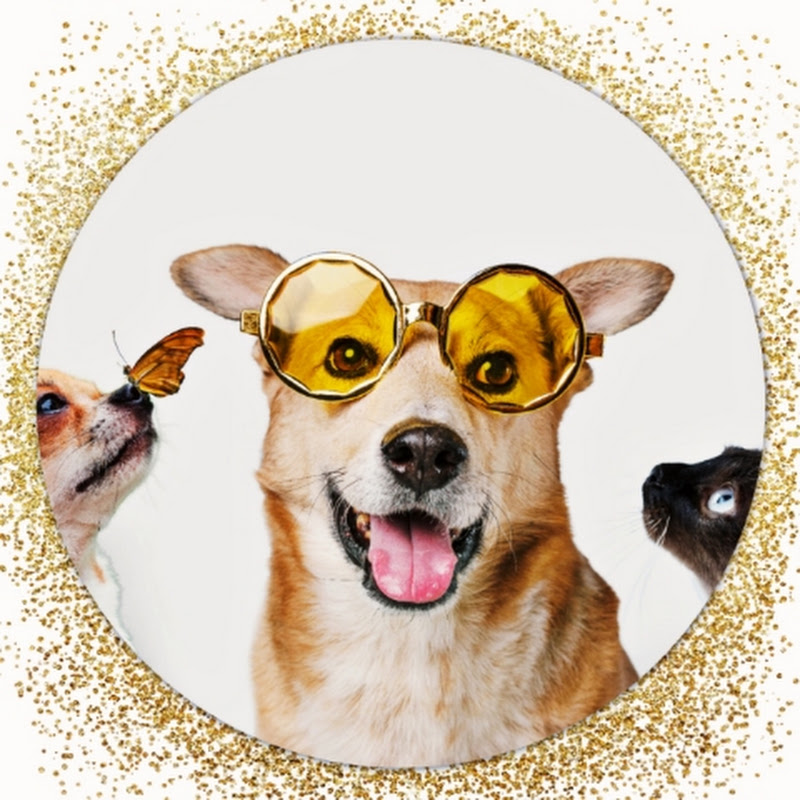 Pets Cute profile avatar