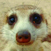 #Meerkat #Meerkats #Suricates #Mongoose #Mongooses