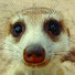feh0PIOtPE8-channel-avatar-#Meerkat #Meerkats #Suricates #Mongoose #Mongooses