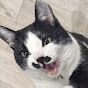 おんぶ猫ムロ:元野良猫からおんぶ猫に