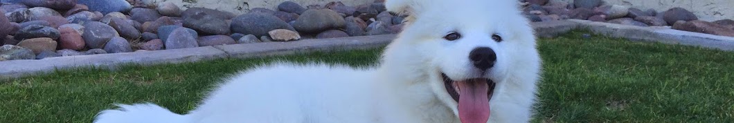 Coconut the Samoyed YouTube channel avatar