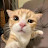 @스껄-고양이