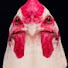 0l3SCevWF2k-channel-avatar-Chicken_PlaysRoblox