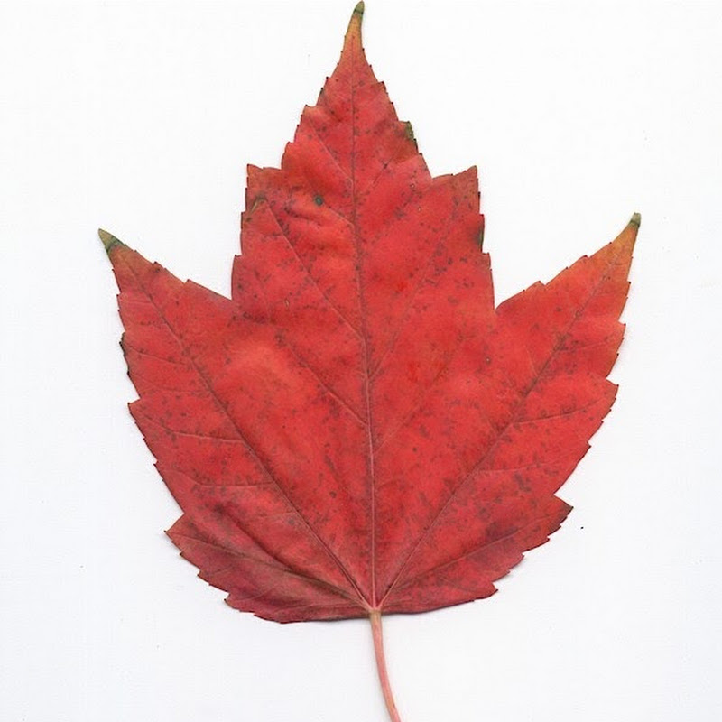 RED MAPLE T&T