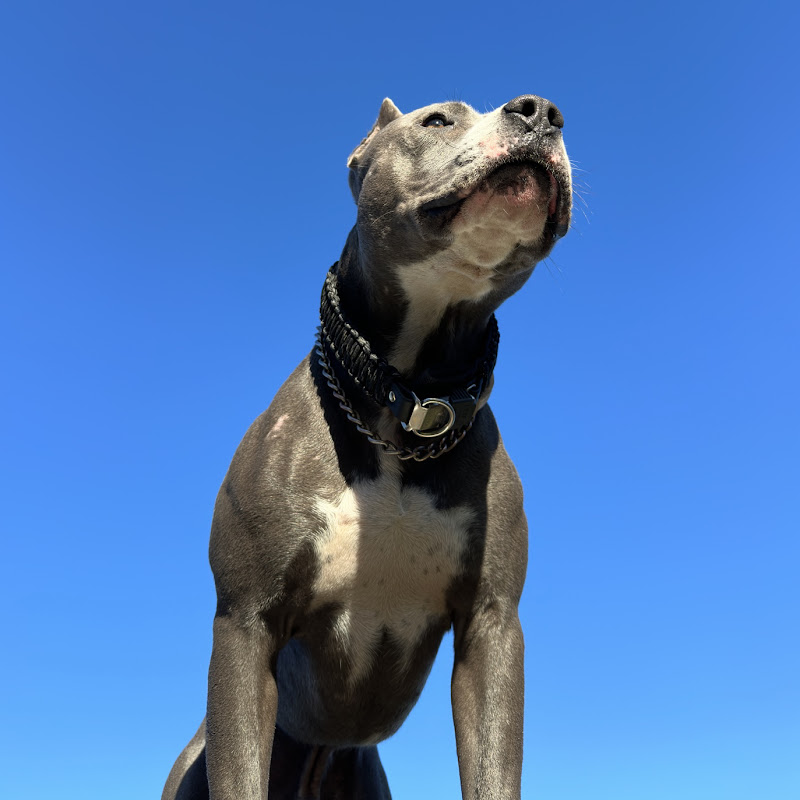 Amstaff TRET - American Staffordshire Terrier TreT