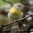 YqTwmfS4vus-channel-avatar-Beyond Birding