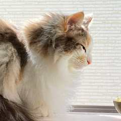 猫のルノとテトといっしょアイコン画像